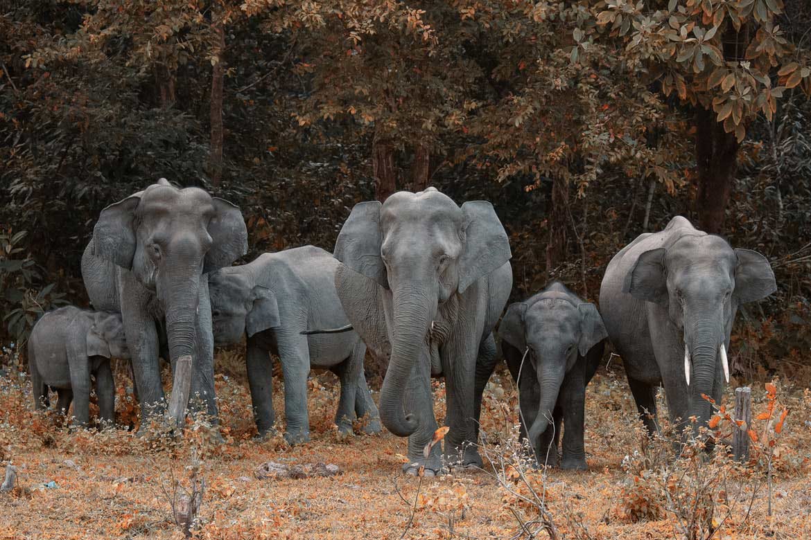 Elephants in Park
